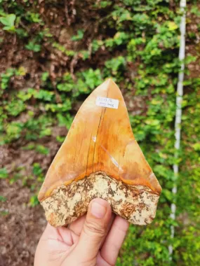 Natural Megalodon Tooth from Indonesia - 5.6